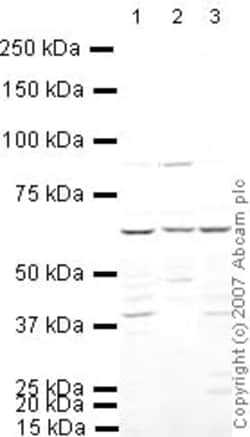 Abcam Rabbit polyclonal to IRF5, Quantity: Each of 1