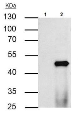 Abcam Rabbit polyclonal to PPAR alpha - ChIP Grade, Quantity: Each of 1