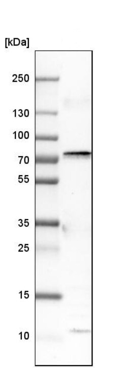 Abcam Rabbit polyclonal to COX1 / Cyclooxygenase 1, Quantity: Each of 1