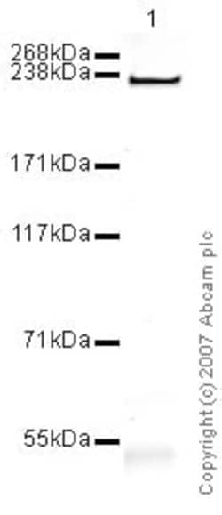 Abcam Mouse monoclonal [BA-G5] to heavy chain cardiac Myosin - BSA and