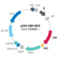 System Biosciences LLC&nbsp;pCDH-CMV-MCS Cloning and Expression LentivectorpCDH-CMV-MCS cDNA Single Promoter Cloning and Expression Lentivector = 10ug