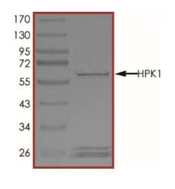 Abcam Recombinant mouse MAP4K1/HPK1 protein (Active), 5UG, Quantity: Each