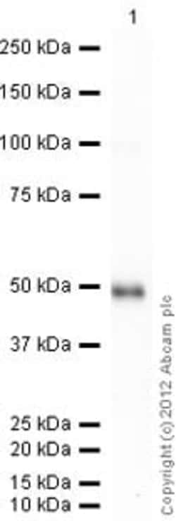 Abcam Recombinant Human Caveolin-1 protein, 10UG, Quantity: Each of 1