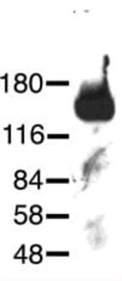 Abcam Rabbit polyclonal to NrCAM - Neuronal Marker, Quantity: Each of 1