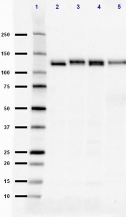 Biolegend Purified (azide-free) anti-NrCAM, Quantity: Each of 1