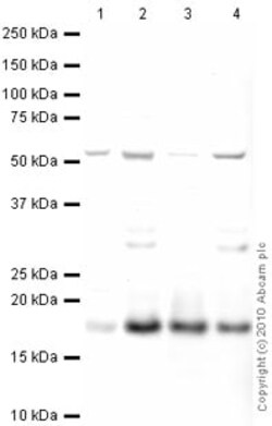 Abcam Rabbit polyclonal to Histone H2A.X - ChIP Grade, Quantity: Each of