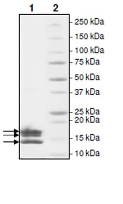 Abcam Recombinant Human Histone H2A + Histone H2B + Histone H4 + Histone
