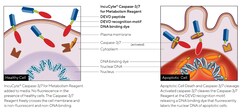 Sartorius Incucyte Caspase-3/7 Dye for Apoptosis, Quantity: Each of 1