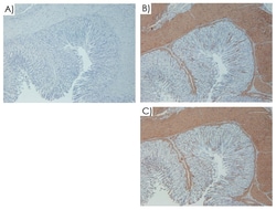 Abcam Mouse on Mouse Polymer IHC Kit, 15ML, Quantity: Each of 1