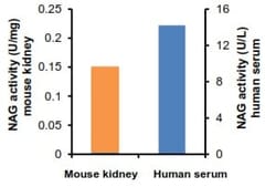 Abcam&nbsp;N-Acetylglucosaminidase (beta-NAG) Activity Assay Kit (Colorimetric)