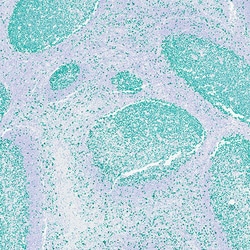 Leica Biosystems GREEN CHROMOGEN, Quantity: Each of 1