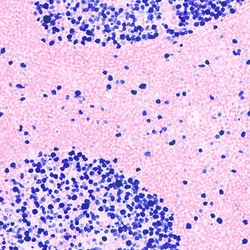 Leica Biosystems&nbsp;RED COUNTERSTAIN