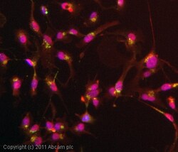 Abcam Mouse monoclonal [2G11] to M6PR (cation independent), Quantity: Each