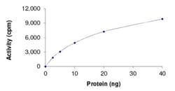 Abcam Recombinant human BRAF protein, Quantity: Each of 1