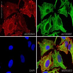 Abcam Alexa Fluor 647 Mouse monoclonal [12G10] to Integrin beta 1, Quantity: