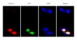 Abcam Anti-Cre recombinase antibody, Quantity: Each of 1