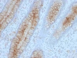 Abcam Mouse monoclonal [B2M/961] to beta 2 Microglobulin, Quantity: Each