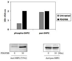Abcam Phospho-SHP2 (Y542) and Total SHP2 ELISA Kit, 1 x 96 Tests, Quantity: