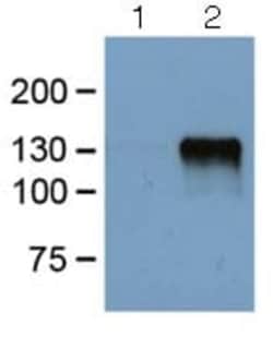 Abcam Anti-DDDDK tag (Binds to FLAG tag sequence) antibody [FG4R], Quantity:
