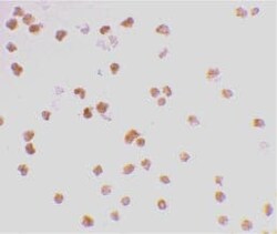 Abcam Rabbit polyclonal to TLR7, Quantity: Each of 1