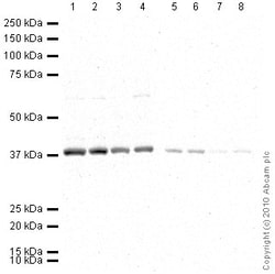 Abcam HRP Rabbit polyclonal to GAPDH - Loading Control, Quantity: Each