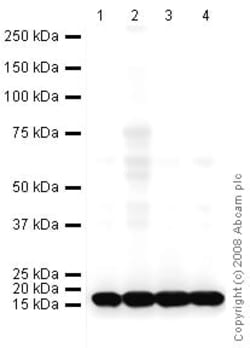 Abcam HRP Mouse monoclonal [mAbcam33985] to COX IV - Mitochondrial Marker,