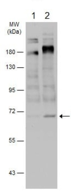 Abcam Rabbit polyclonal to HEC1/HEC (phospho S55), Quantity: Each of 1