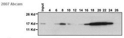 Abcam Rabbit polyclonal to Histone H2B - ChIP Grade, Quantity: Each of