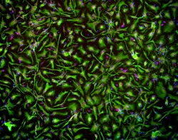 Brainxell Inc Cortical Astrocytes (Human iPSC-Derived, Male Line, 2M),