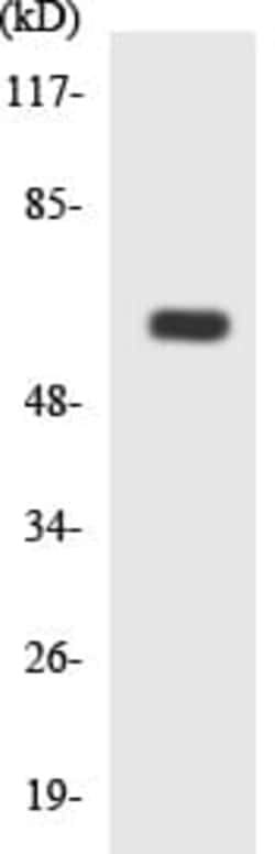 Abcam Rabbit polyclonal to PLD4, Quantity: Each of 1