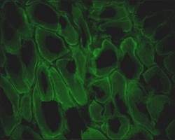Abcam Mouse monoclonal [MANDRA1] to Dystrophin, Quantity: Each of 1