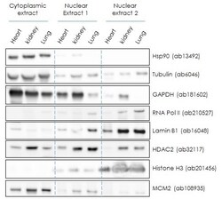 Abcam Nuclear Extraction Kit - Soluble / Insoluble Fractions, Quantity: