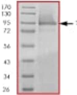 Abcam Recombinant Human STAT5a protein, 50UG, Quantity: Each of 1