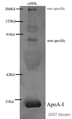 Abcam&nbsp;Donkey Anti-Goat IgG H&L (Alkaline Phosphatase)