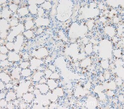 Abcam Mouse monoclonal [3C9] to ATP-binding cassette sub-family A member