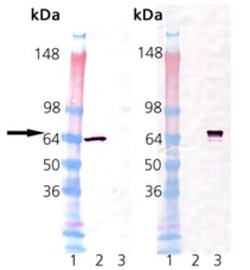 Abcam Recombinant mouse Hsp70 protein, 50UG, Quantity: Each of 1