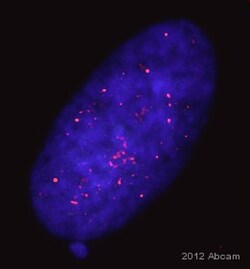 Abcam Rabbit polyclonal to KAP1 (phospho S824), Quantity: Each of 1