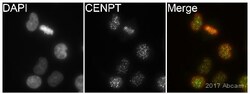 Abcam Rabbit polyclonal to CENPT, 100ul, Quantity: Each of 1