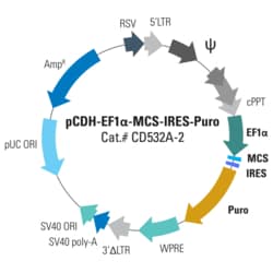 System Biosciences LLC&nbsp;pCDH-EF1α-MCS-IRES-Puro Cloning and Expression LentivectorpCDH-EF1α-MCS-IRES-Puro cDNA Single Promoter Cloning and Expression Lentivector = 10ug