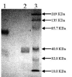 Abcam Recombinant human Tissue Plasminogen Activator protein, Two Chain