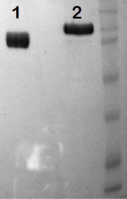 Abcam Native human Plasminogen protein (Active), Quantity: Each of 1