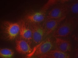 Abcam Golgi/ER Staining Kit - Cytopainter, Quantity: Each of 1
