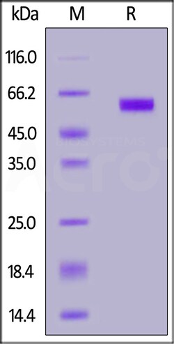 ACROBiosystems BIOTINYLATED MOUSE LAG-3 /25UG, Quantity: Each of 1