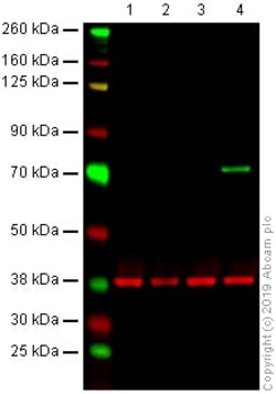 Abcam Anti-BirA antibody [6C4c7], Quantity: Each of 1