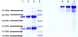 Abcam Native Human IgA1 protein, 1MG