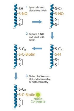 Abcam&nbsp;Biotin Switch Assay Kit (S-Nitrosylation)