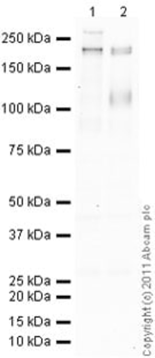 Abcam Anti-CD45RO antibody [UCH-L1] 100ug, Quantity: Each of 1 | Fisher  Scientific
