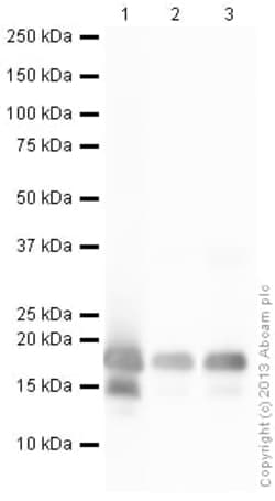 Abcam Rabbit polyclonal to Histone H3 (citrulline R2 + R8 + R17), Quantity: