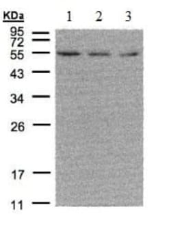 Abcam Rabbit polyclonal to Estrogen Related Receptor alpha, Quantity: Each