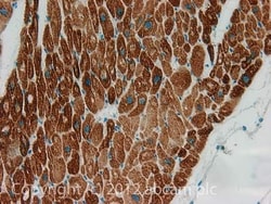 Abcam Mouse monoclonal [1E4] to COP1, Quantity: Each of 1